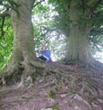 trees